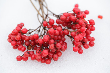 ripe bunches of red viburnum on snow in winter
