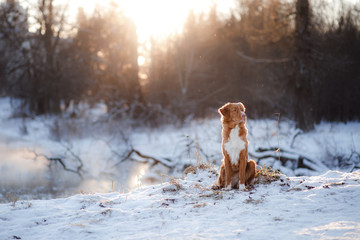 dog Nova Scotia Duck Tolling Retriever outdoors in winter
