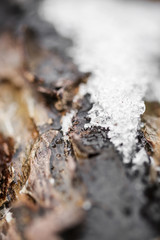 snow and frost on tree bark in winter. texture
