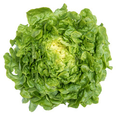 Fresh bio organic green oak leaf lettuce isolated on white background, top view