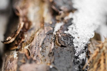 snow and frost on tree bark in winter. texture