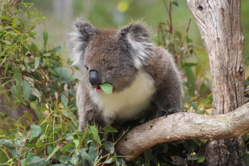 Koala / koala bear