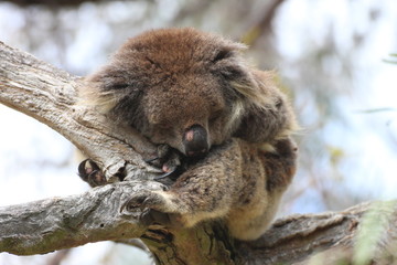 Schlafender Koala / sleeping koala bear