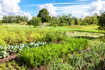 Rural landscape with organic vegetable garden in summer sunny da