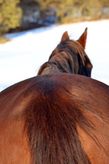 Pferd von hinten im Schnee