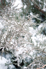 Arborvitae branches in the snow and ice in winter
