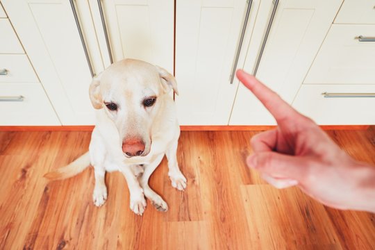 Guilty dog and his owner