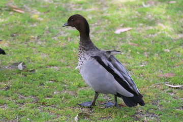 australische Wildente / australian wild duck