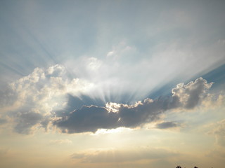 sun natura animals © Joanna