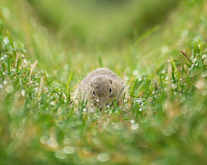 Ground Squirrel in The Dewy Grass. Curved Space.