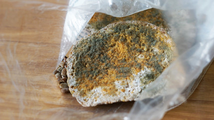  green, orange and white spores moldy bread in plastic bag on wo