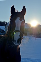Obraz premium Pferd im Schnee mit Sonne