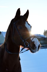 Pferd im Schnee