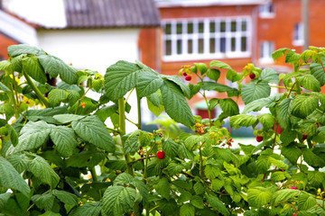Raspberry bushes