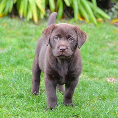 Dog labrador, puppy standing on the lawn 