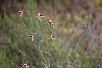 Spinnenorchidee / Brassia Hybride / Orchid