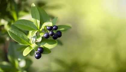 Healthy herbal concept - website banner of blackthorn berries with green leaves