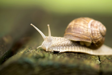 Website banner of a slow snail