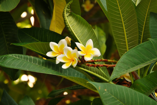 white and yellow plumeria frangipani