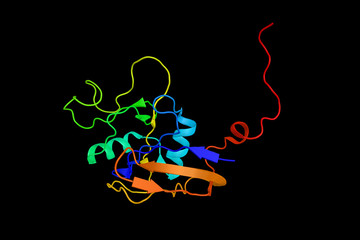 CD44, a glycoprotein which participates in a wide variety of cel