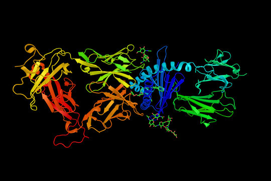 CD1d, a protein expressed on the surface of various human antige