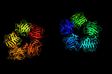 C-reactive protein (CRP), an annular (ring-shaped), protein found in blood plasma. It is thought to assist in complement binding to foreign and damaged cells and enhances phagocytosis by macrophages.