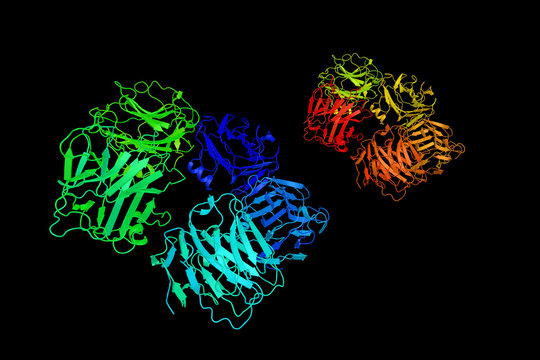 C-reactive protein (CRP), an annular (ring-shaped), protein foun