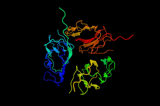 Elastin microfibril interfacer 1, a protein that in humans is en