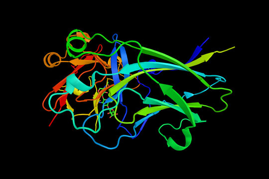 Ephrin A1, a protein which is a member of the ephrin (EPH) famil
