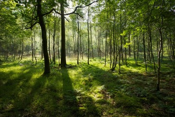 Woods by Lowes Water