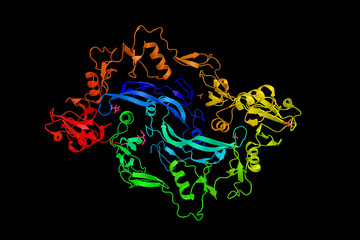 Follistatin, an autocrine glycoprotein that is expressed in near