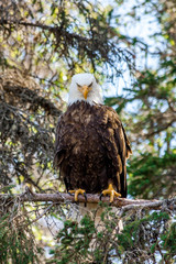 Bald Eagle Stare