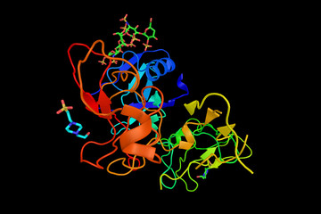 Hepatocyte growth factor regulates cell growth, cell motility, a