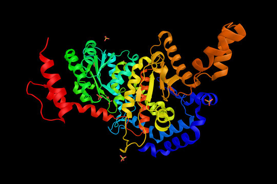 Glucose-6-phosphate isomerase (GPI), an enzyme which has differe