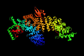 Karyopherin alpha 1, a protein shown to interact with KPNB1 and