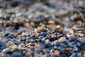 Mersea Beach