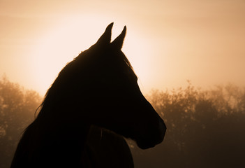 Silhouette of an Arabian horse in heavy fog at sunrise