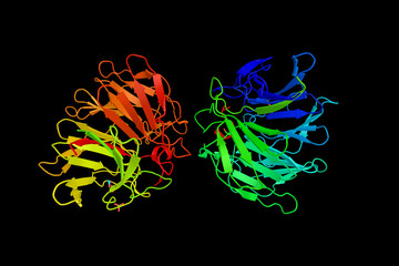 Kelch-like protein 3, a protein in humans that is encoded by the