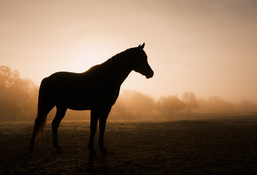 Silhouette of a horse in heavy fog at sunrise