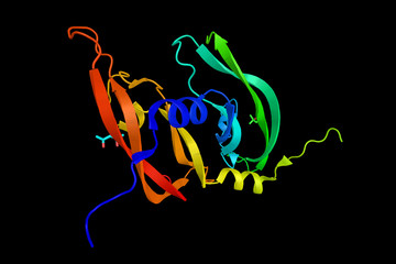 Fototapeta premium Placental growth factor, a protein The main source of PGF during
