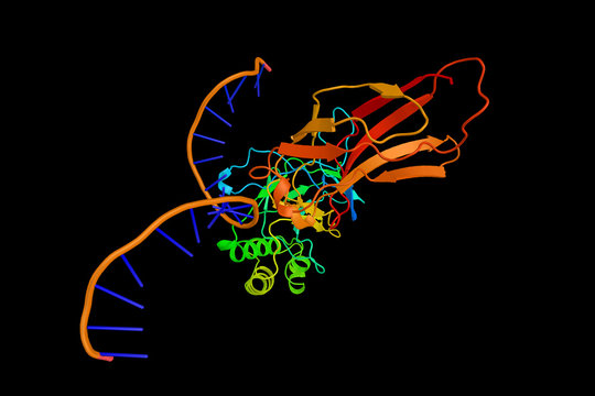 NF-KB, a protein complex that controls transcription of DNA, cyt