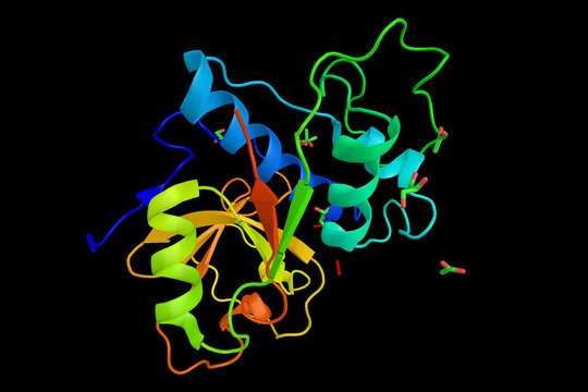 Papain, also known as papaya proteinase I, a cysteine protease e