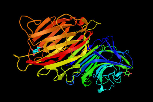Pea lectin protein, a carbohydrate binding protein. Lectins perf