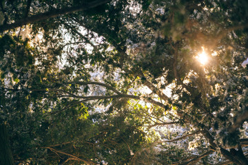 Magic pine forest covered with snow in winter