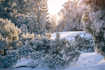 Magic pine forest covered with snow in winter