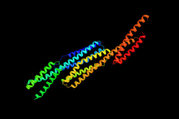Alpha II-spectrin, a protein expressed in a variety of tissues,