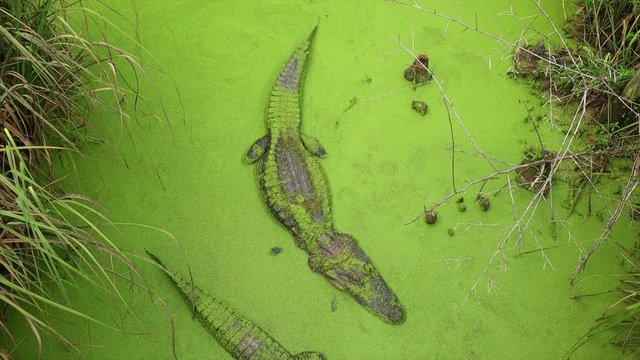 Two adult alligators swimming in green swamp in Moss Point, Mississippi