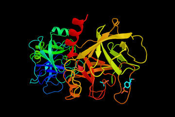 Trypsin, a serine protease found in the digestive system of many