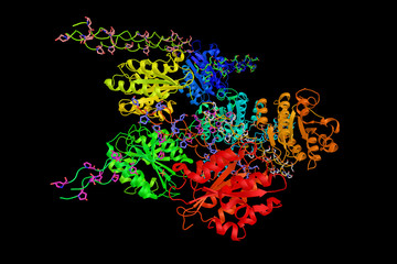 Von Willebrand factor, a blood glycoprotein involved in hemostas