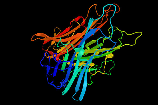 Tumor necrosis factor (3d structure), immune cell regulator, a c